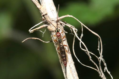 Réf. 229 581 : Tromatobia lineatoria